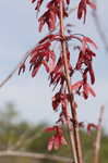 Red maple